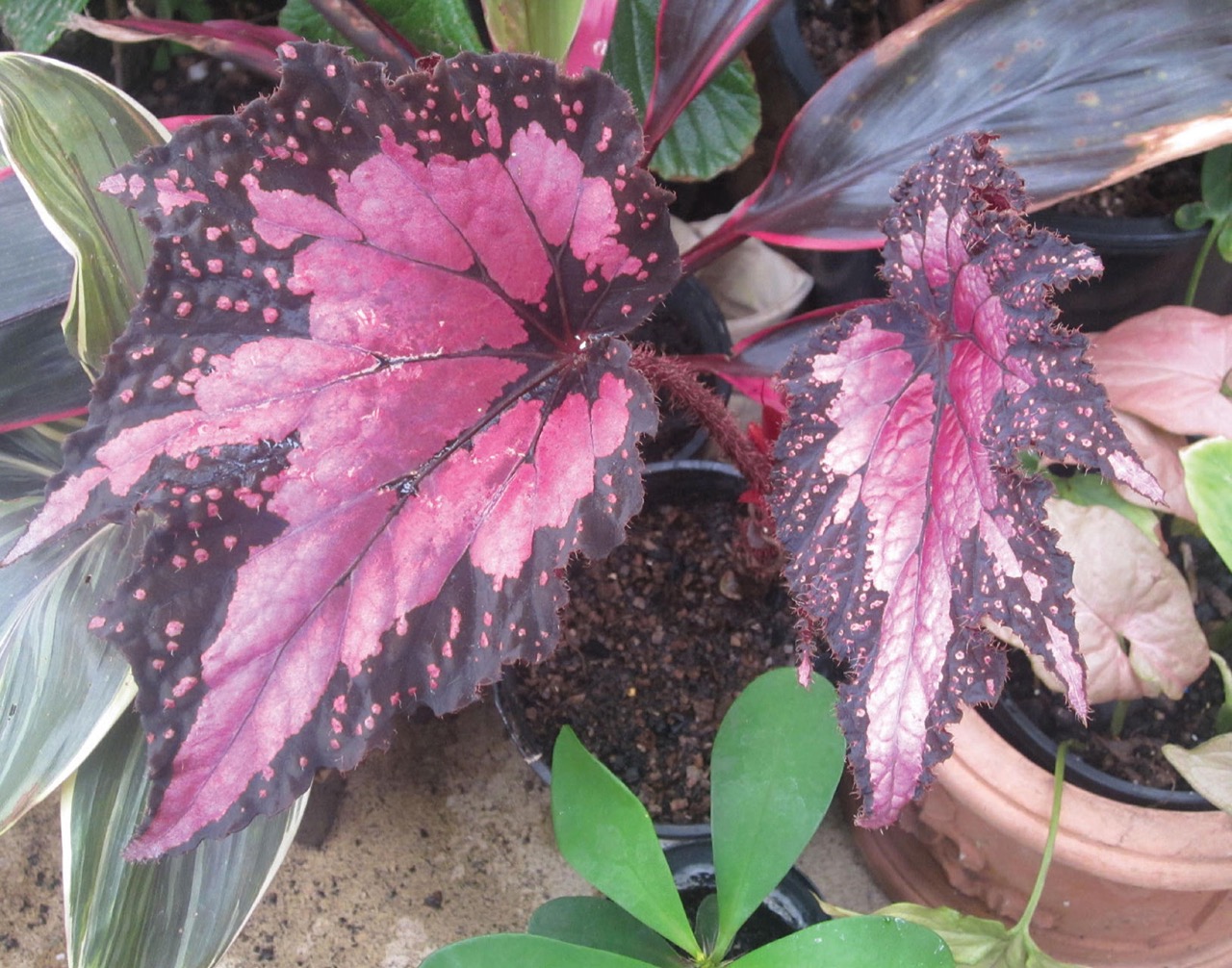 B. ‘Comet’